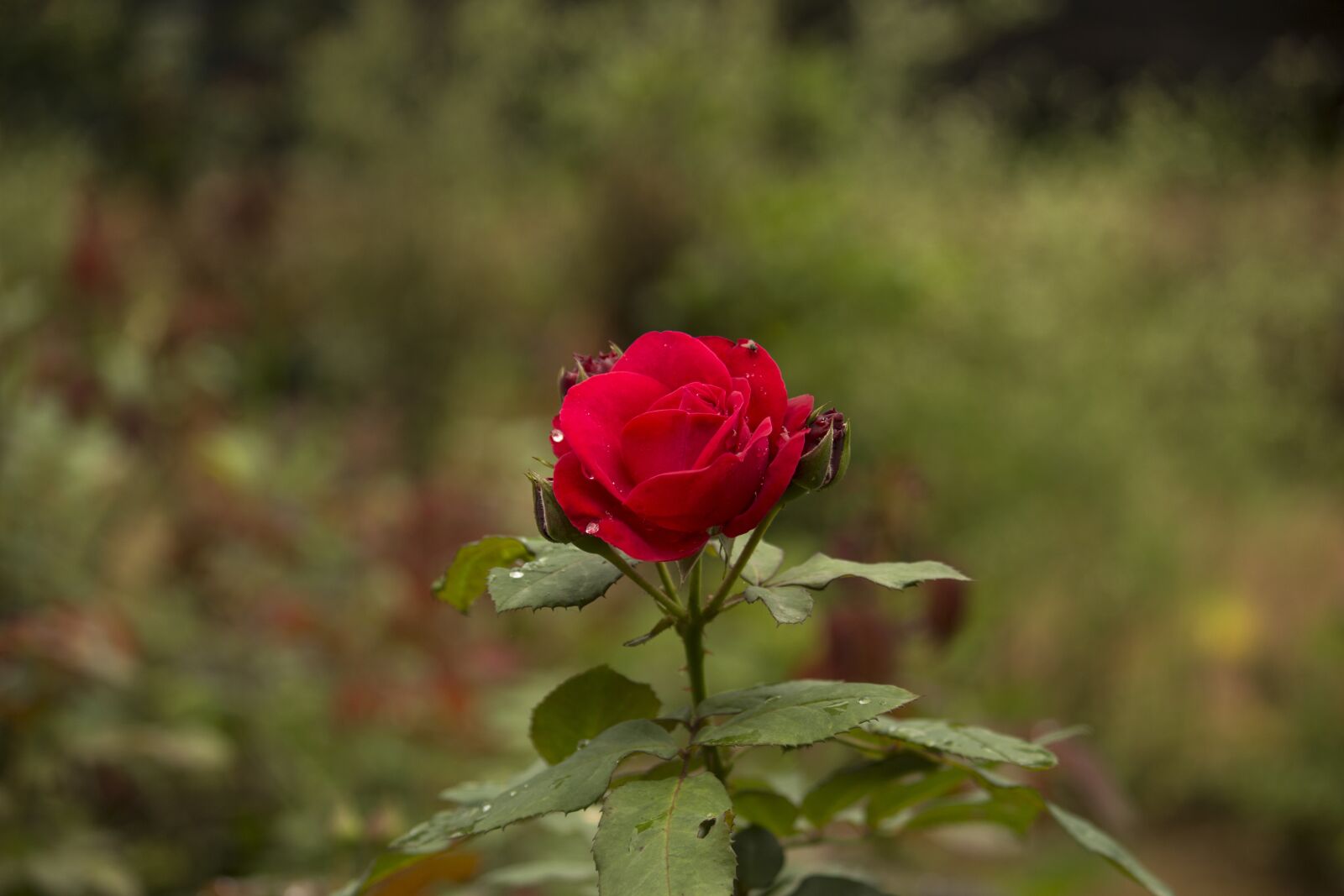 Canon EOS 700D (EOS Rebel T5i / EOS Kiss X7i) sample photo. Flower, nature, flora photography
