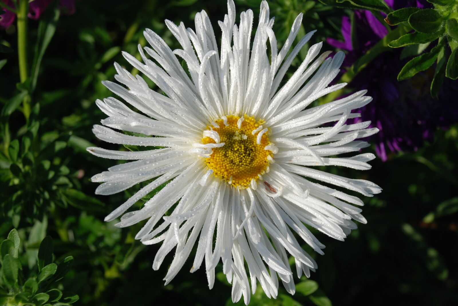 Nikon D80 sample photo. Flower, bouquet, white leaf photography