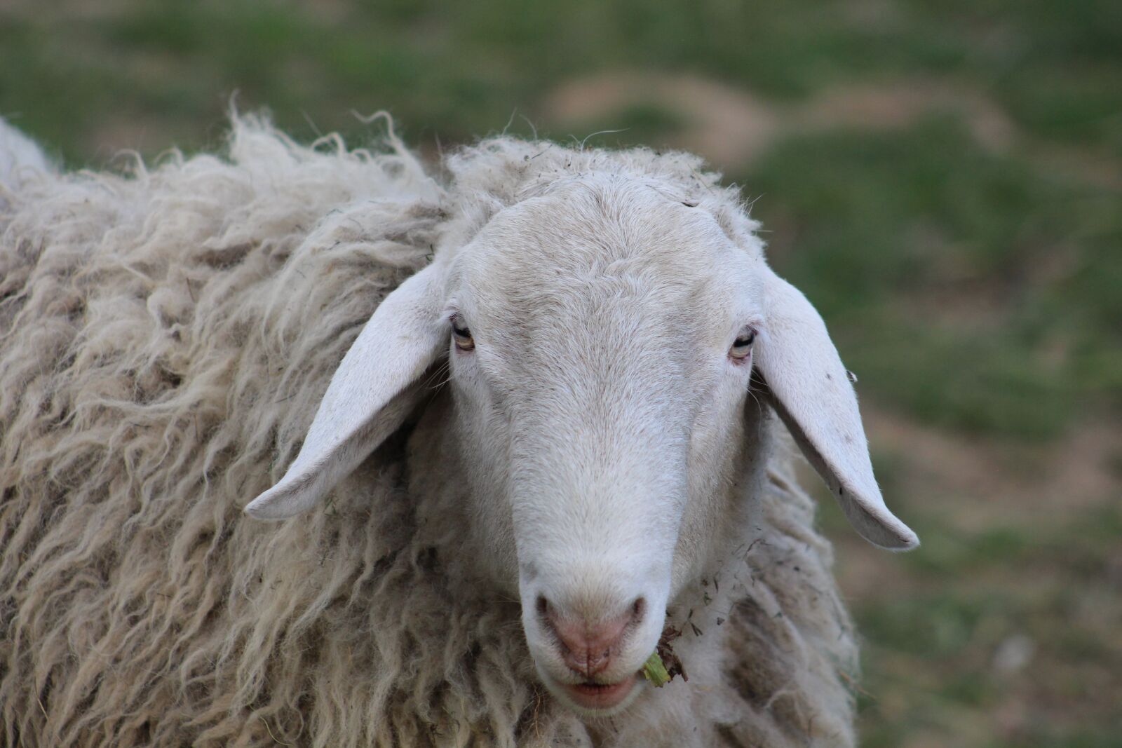 Canon EF75-300mm f/4-5.6 sample photo. Sheep, nature, slovenia photography