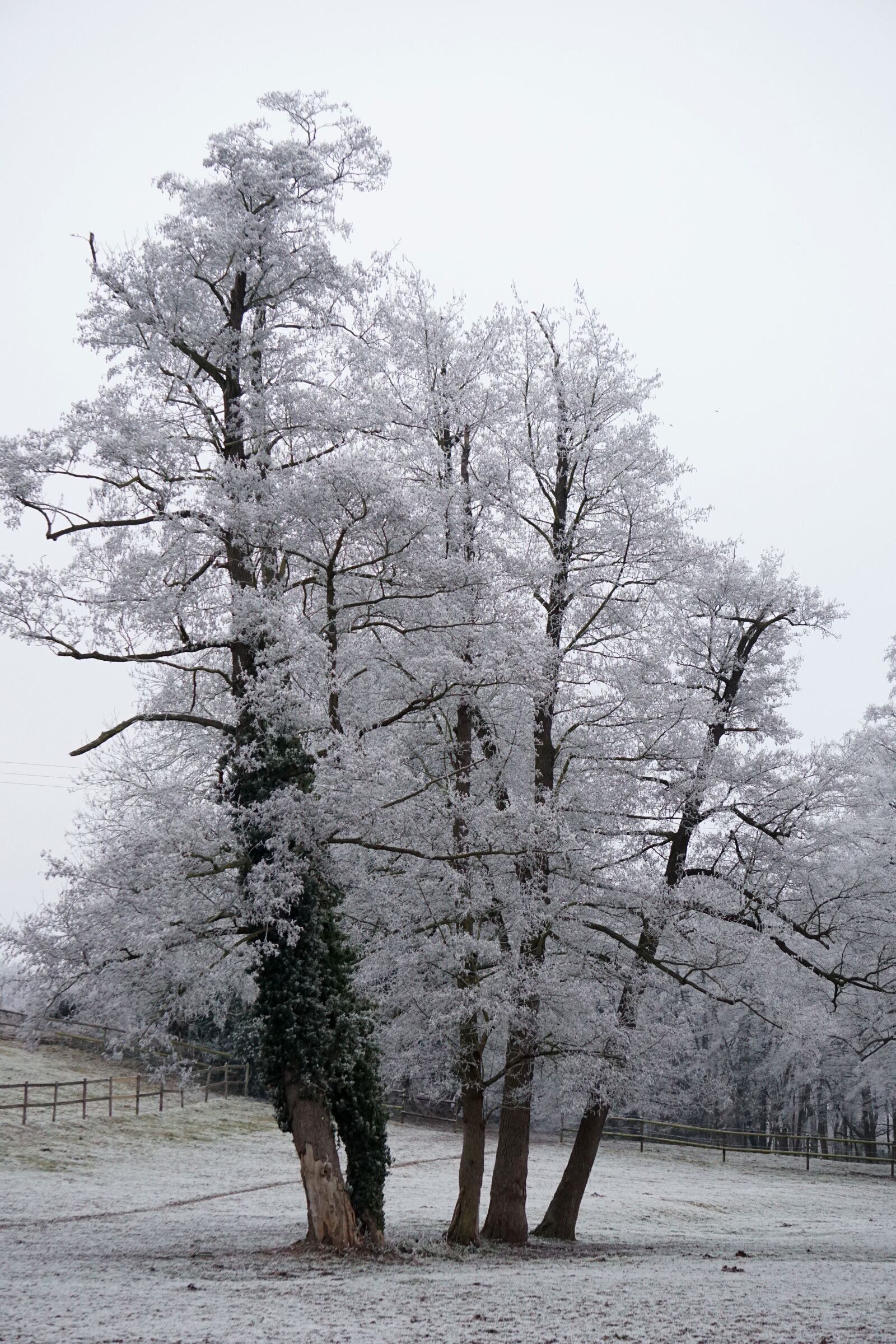 Sony E 55-210mm F4.5-6.3 OSS sample photo. Tree, white, winter photography