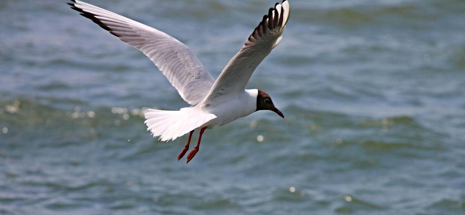 Canon EOS 1100D (EOS Rebel T3 / EOS Kiss X50) sample photo. Black headed gull, seagull photography