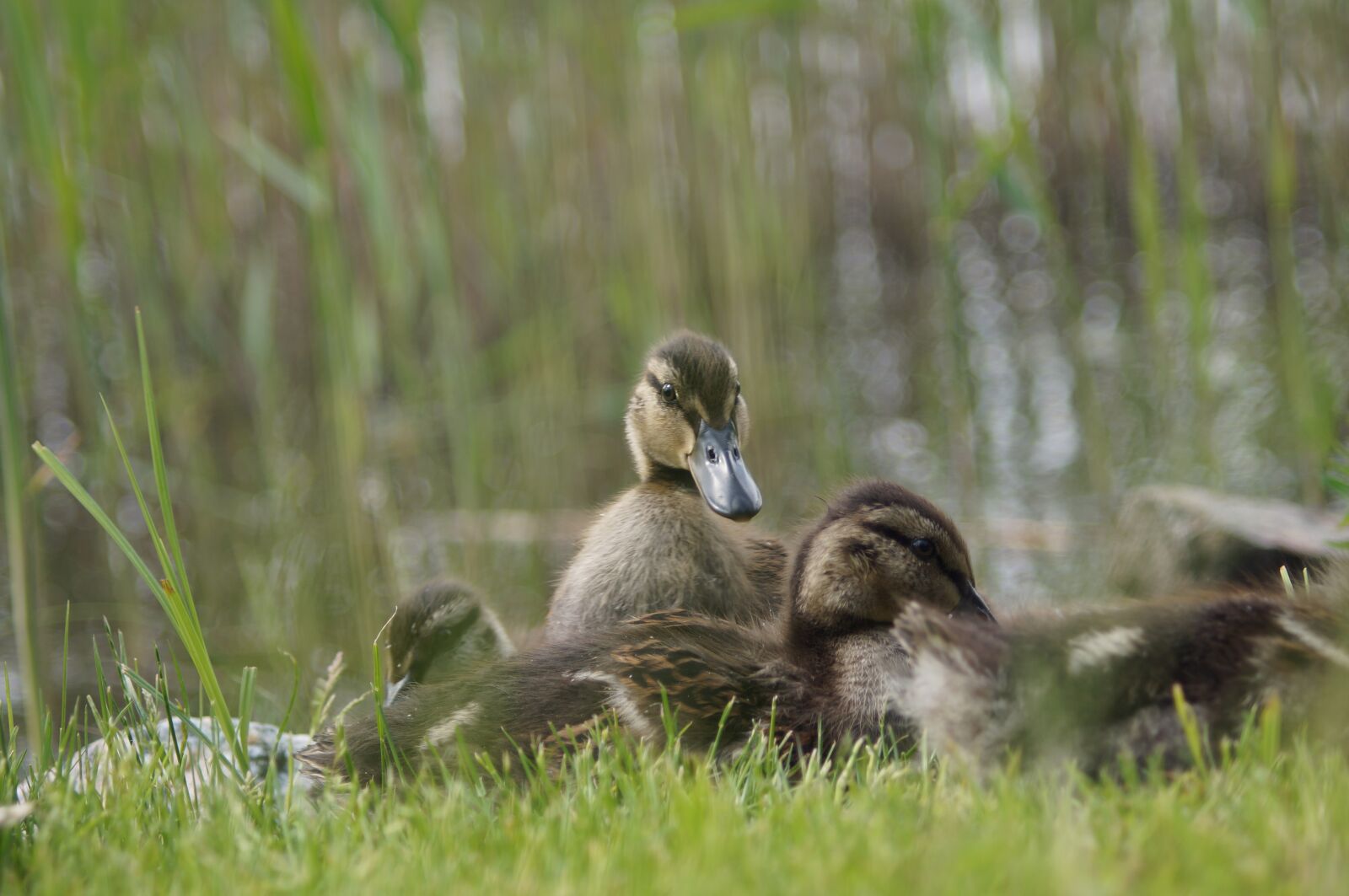 35-70mm F4 sample photo. Ducks, andungar, ducklings photography