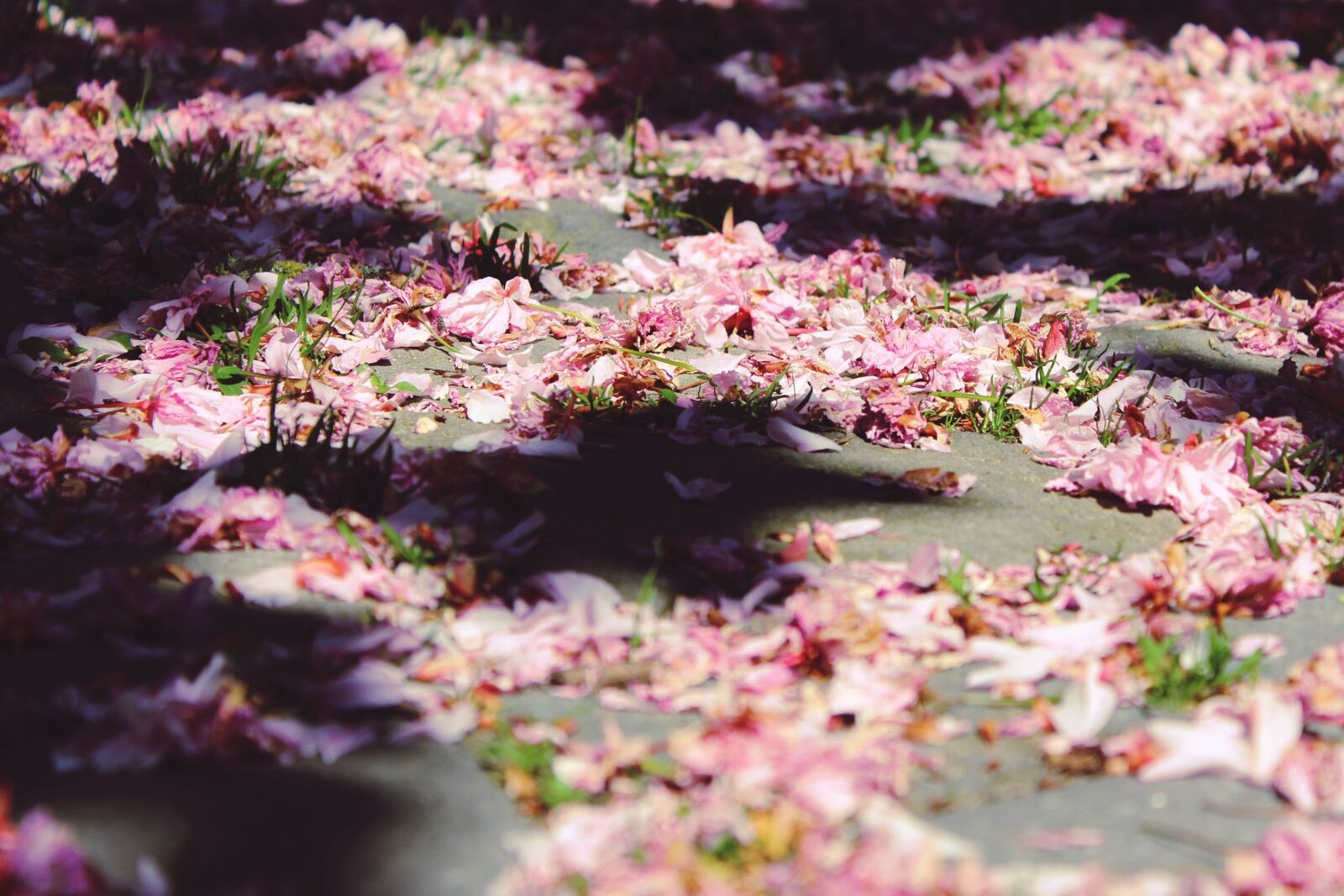 Canon EOS 1200D (EOS Rebel T5 / EOS Kiss X70 / EOS Hi) sample photo. Cherry blossoms, ground, sun photography