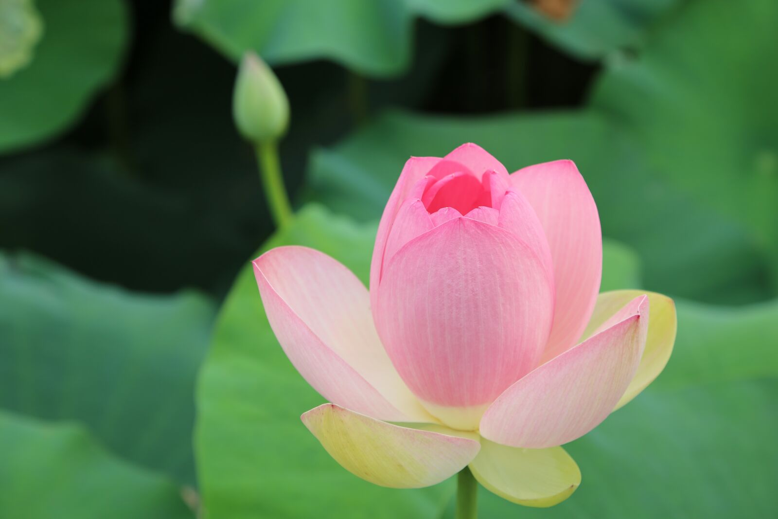 Canon EOS 6D + Canon EF 24-105mm F4L IS USM sample photo. Kite, lotus, water lilies photography