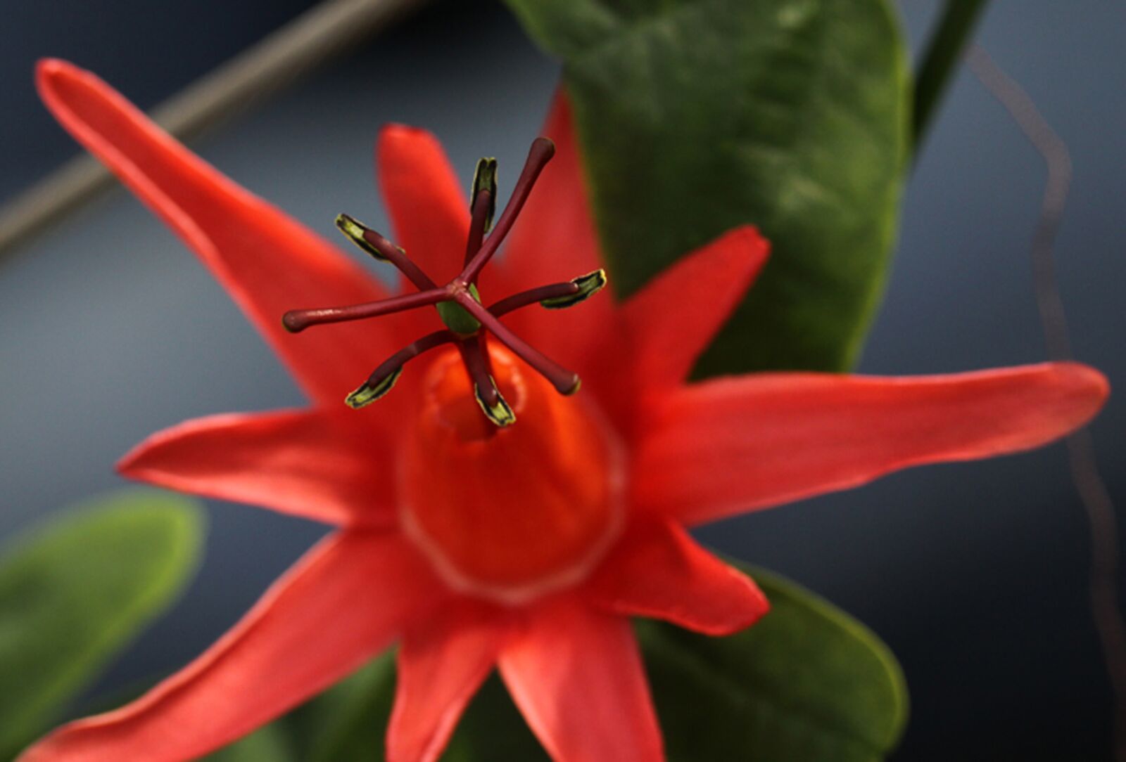Canon EOS 50D sample photo. Passiflora sp, passion flower photography