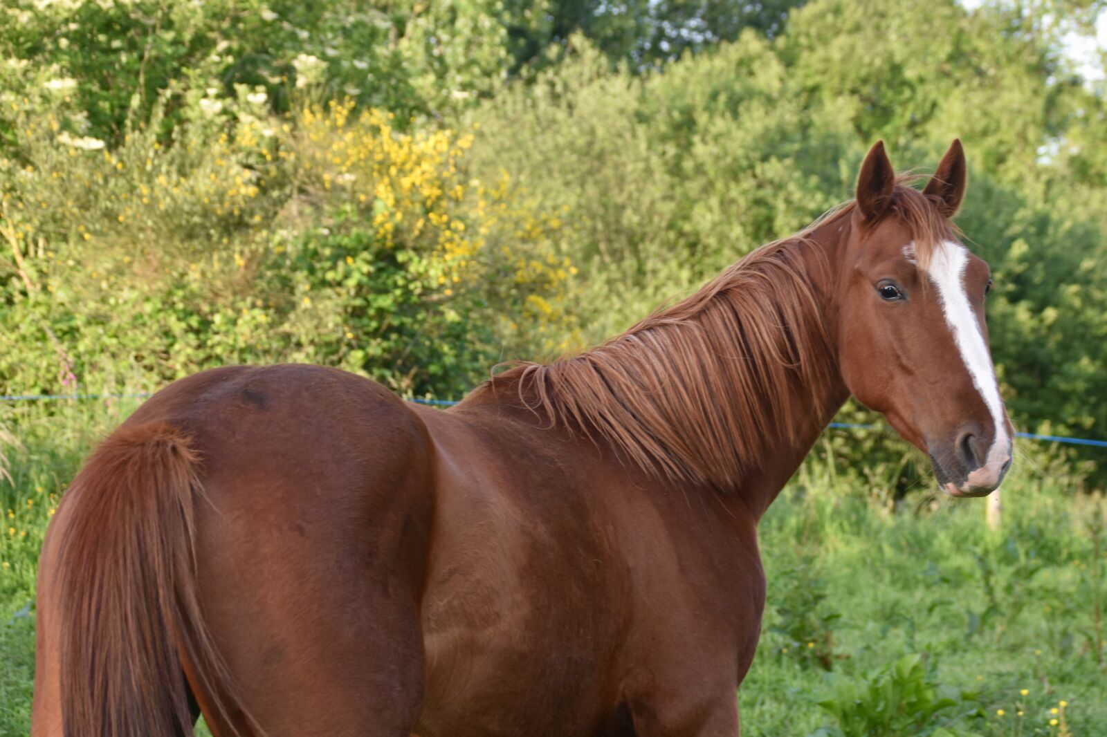 Nikon D5600 sample photo. Horse, young horse, horse photography