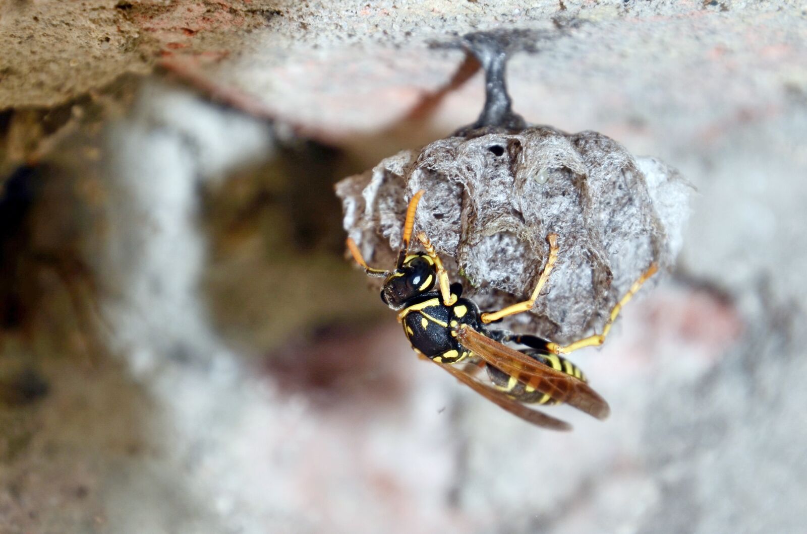 Nikon D7000 sample photo. French wasps, mother queen photography