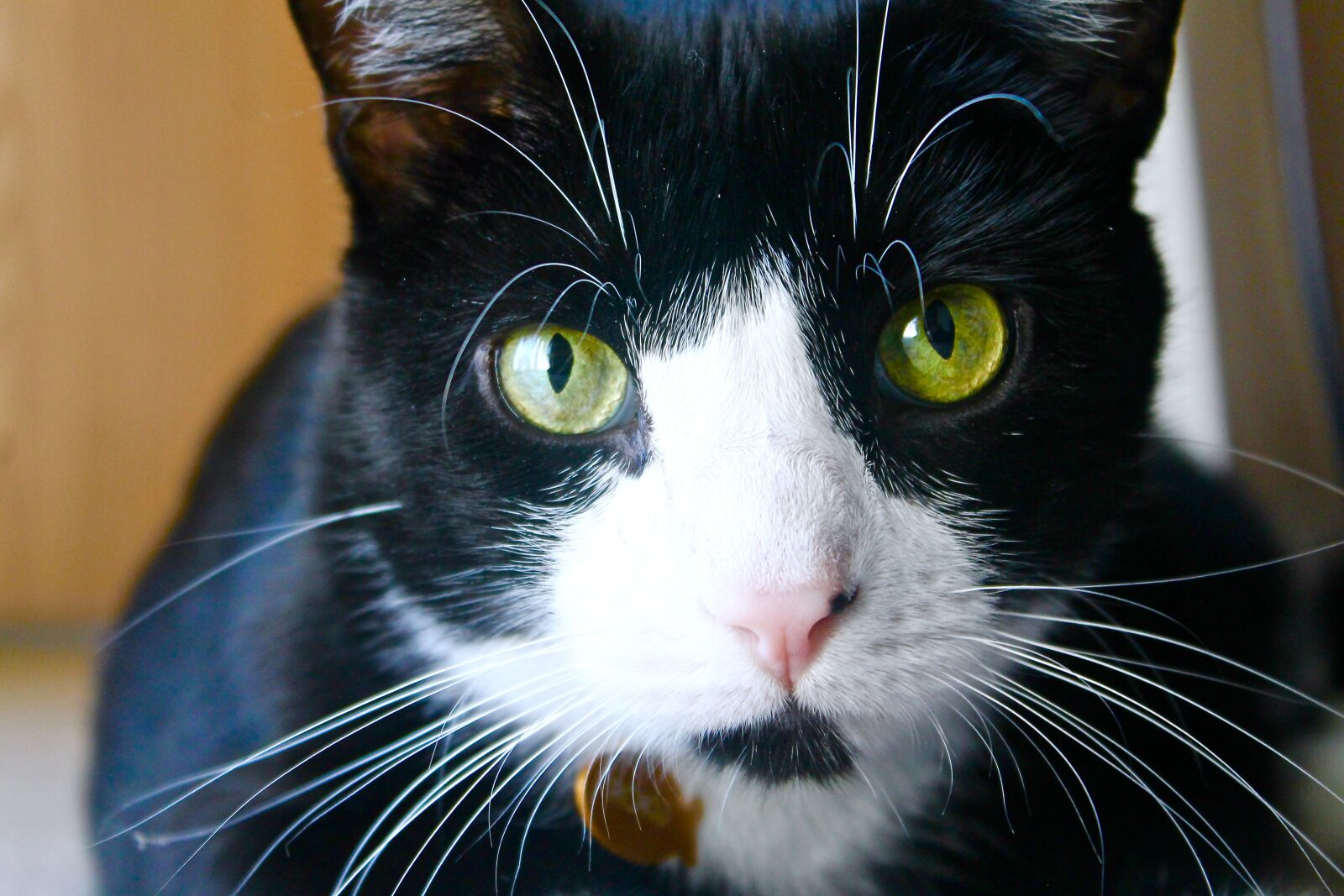Canon EOS 1100D (EOS Rebel T3 / EOS Kiss X50) sample photo. Black, cat, feline, green photography