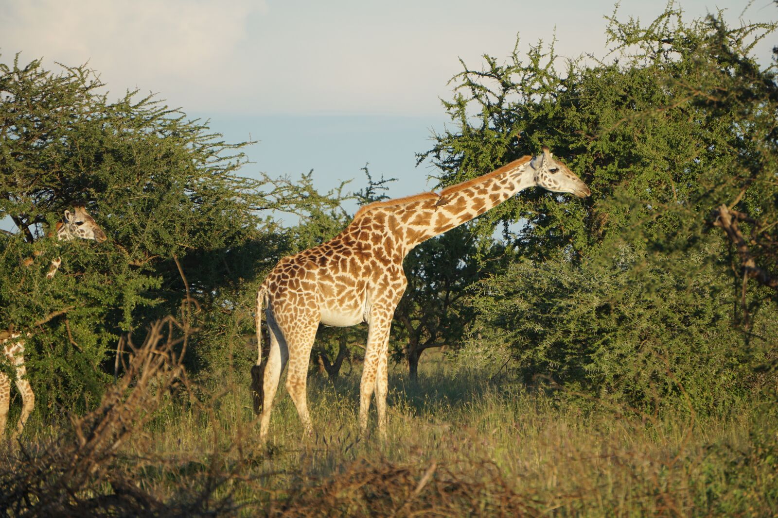 Sony E 55-210mm F4.5-6.3 OSS sample photo. Giraffe, savannah, africa photography