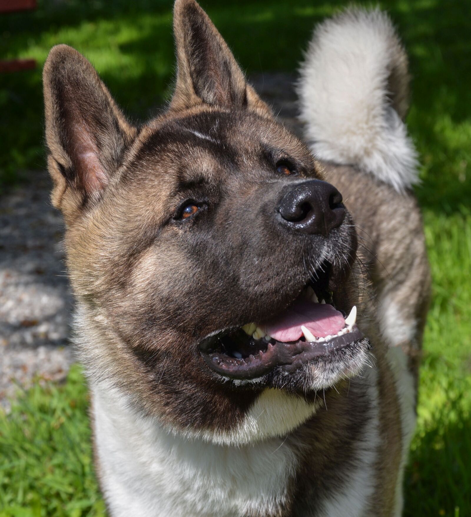 Nikon D5200 sample photo. Animal, dog, outdoor photography