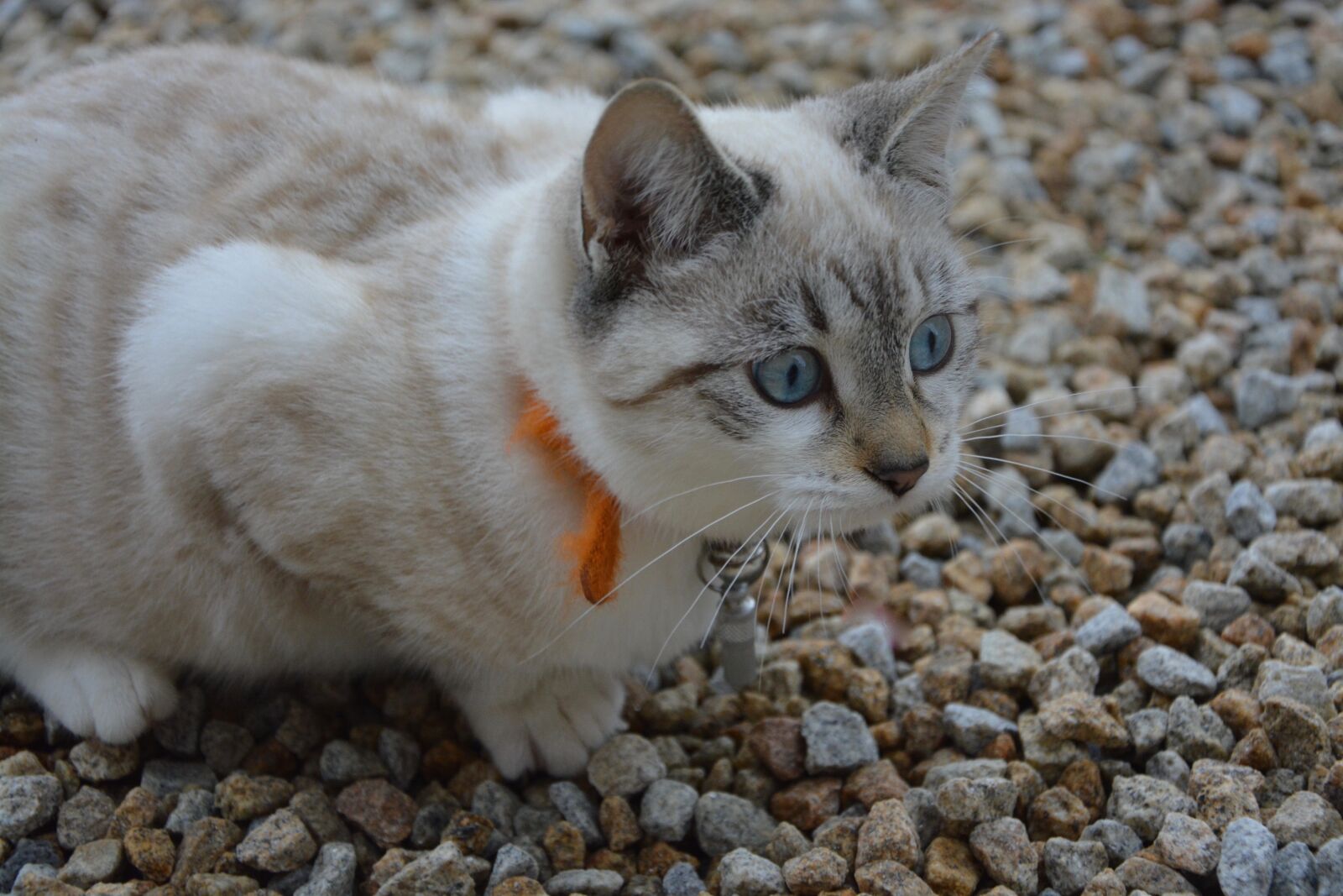 Nikon D5200 sample photo. Cat, kitten, cat hunt photography