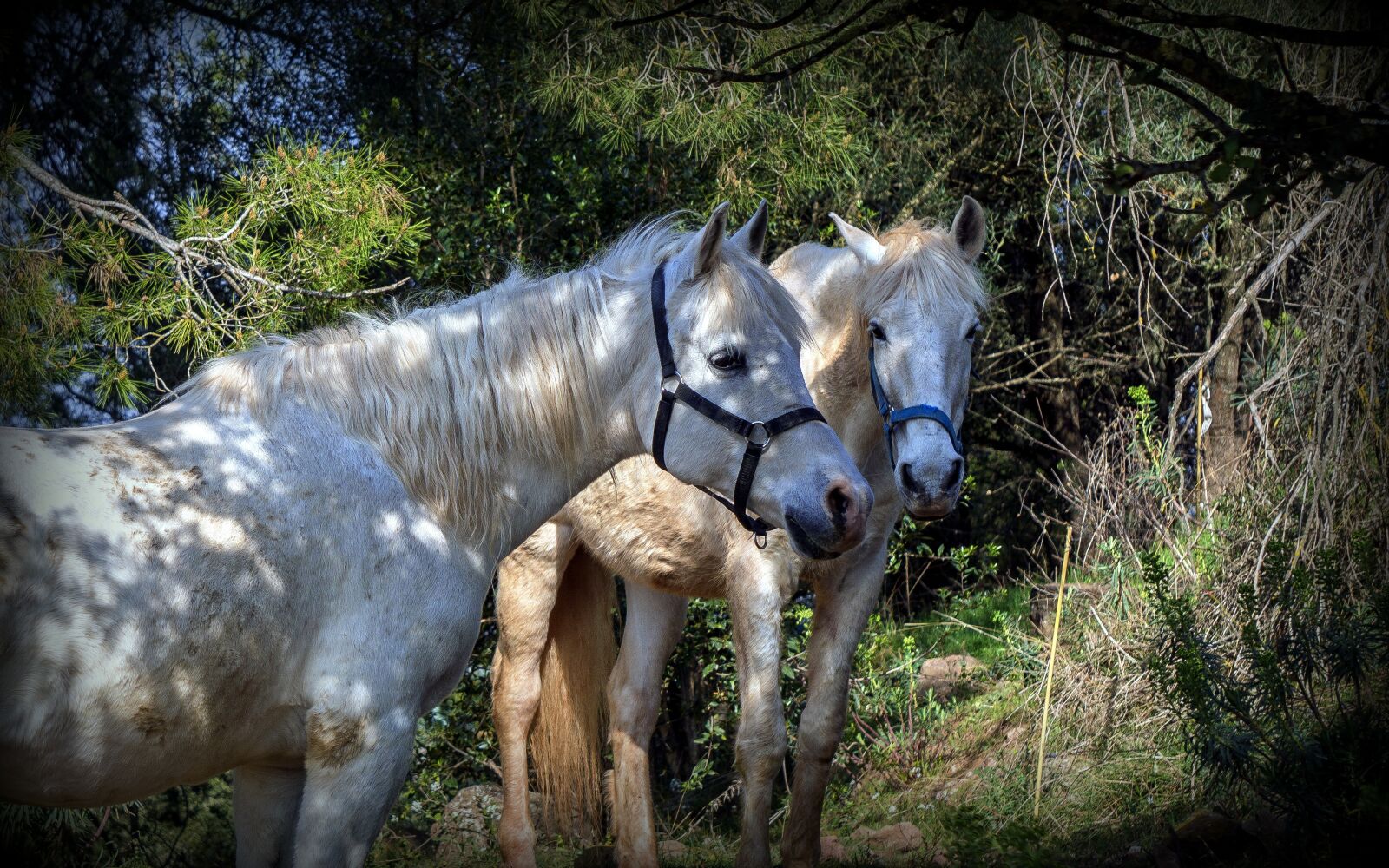 Sony E 55-210mm F4.5-6.3 OSS sample photo. Horses, animals, horse riding photography