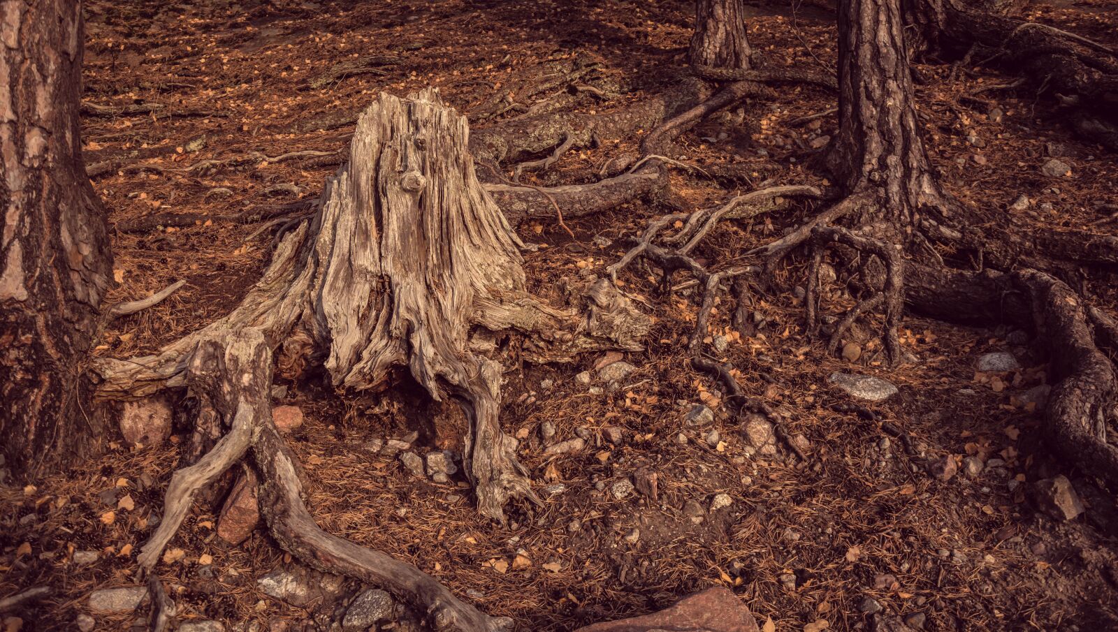 Nikon D5200 sample photo. Nature, trees, leaves photography