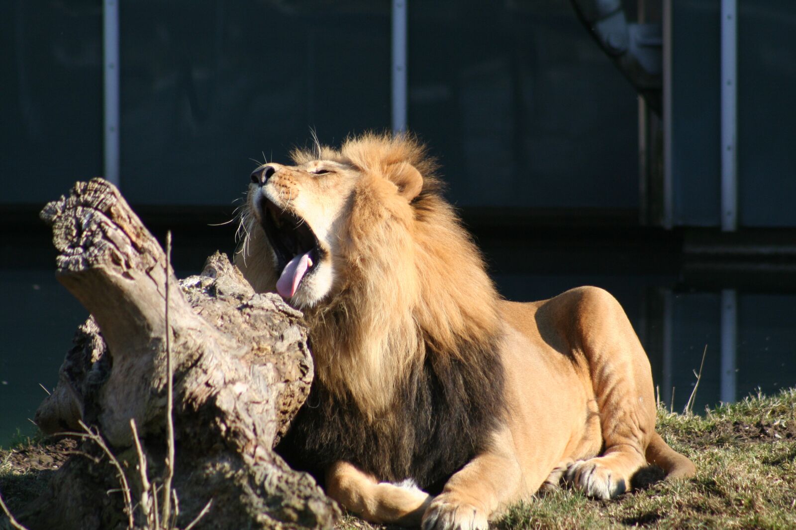 Canon EOS 350D (EOS Digital Rebel XT / EOS Kiss Digital N) sample photo. Lion, fur, animal photography