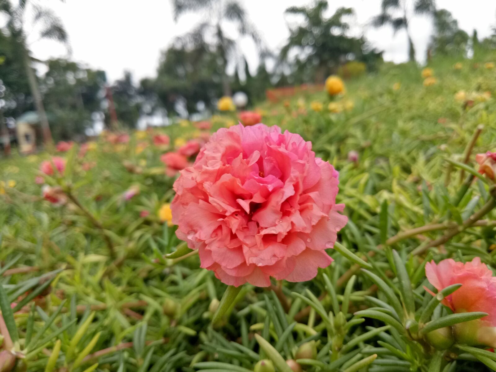 OPPO A1601 sample photo. Pink, pink flower, garden photography