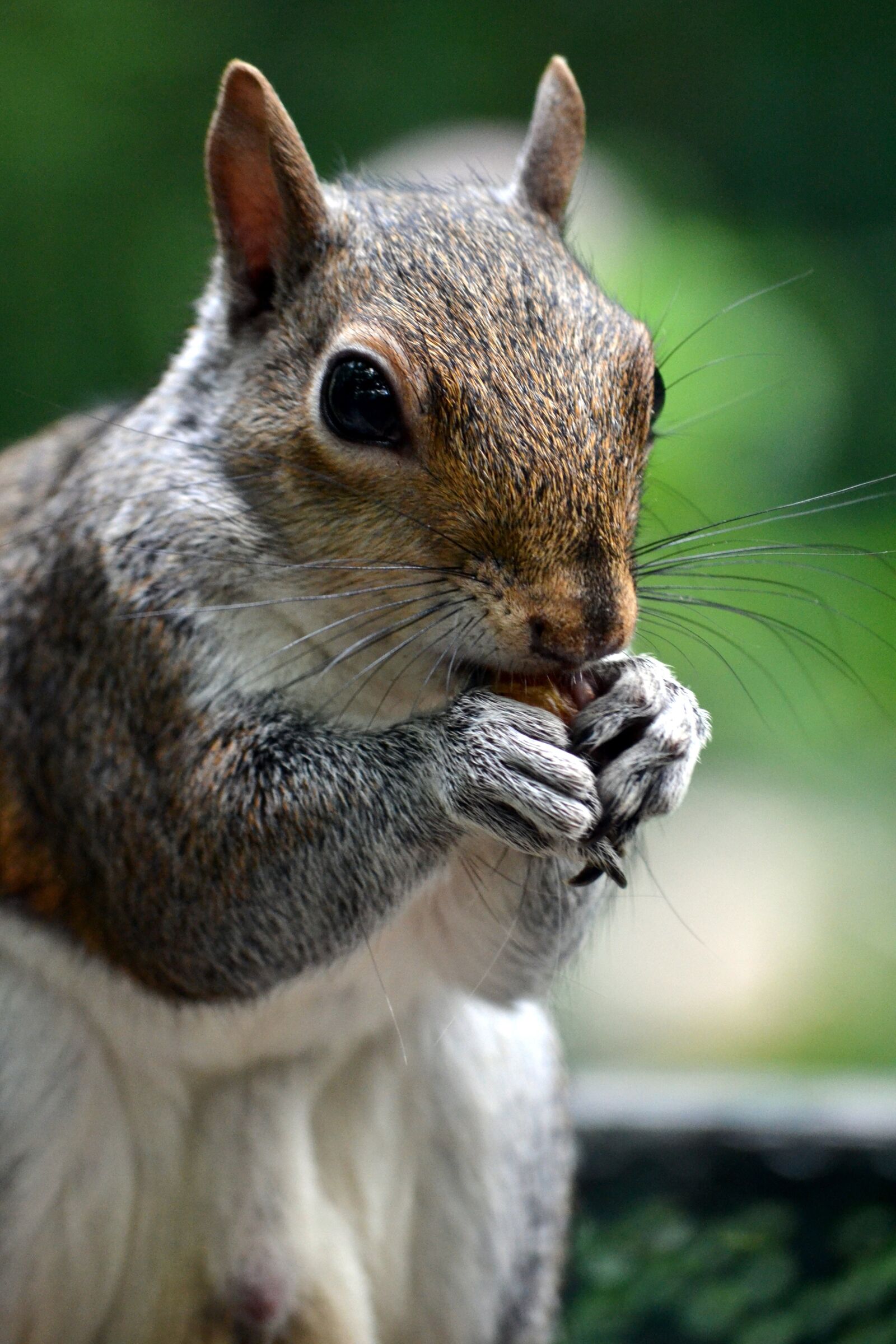 Nikon D3100 sample photo. Squirrel, animal, acorn photography