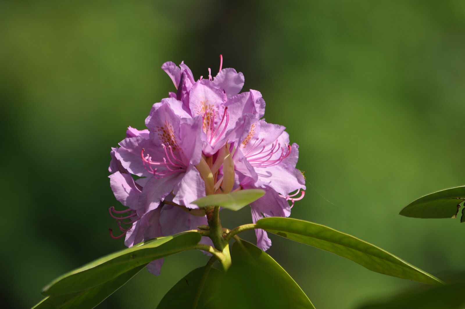 Nikon D5000 sample photo. Rhododendron, flowers, castle photography