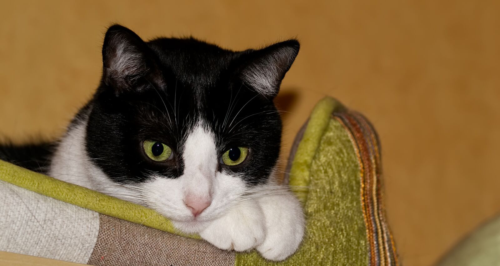 Nikon D3100 sample photo. Cat, black, white photography