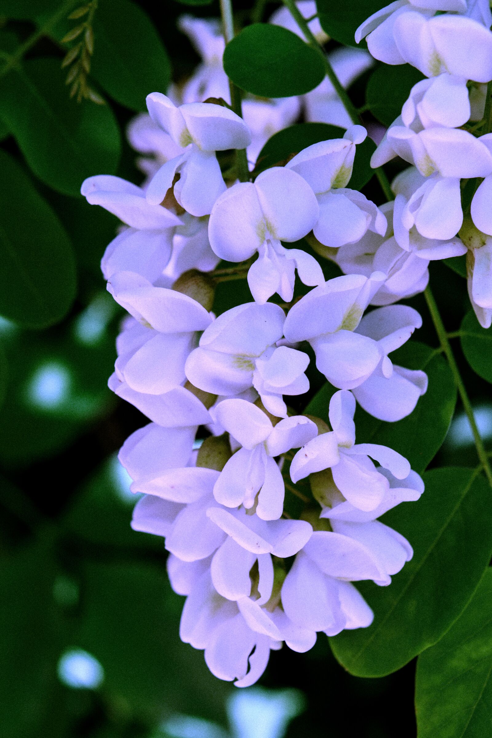 Nikon D5300 sample photo. Flowers, tree, summer photography