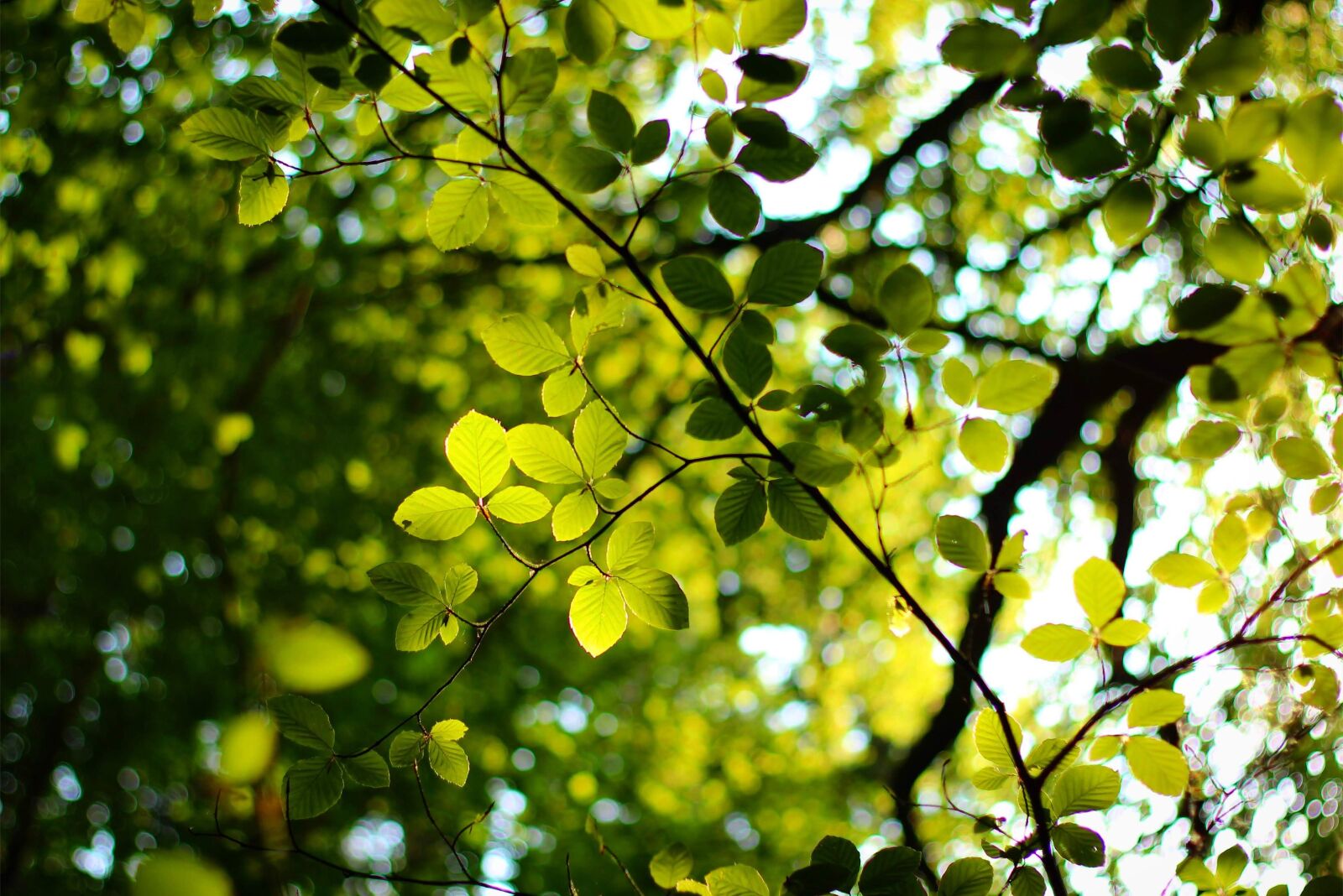Canon EOS 600D (Rebel EOS T3i / EOS Kiss X5) + Canon EF 50mm F1.8 II sample photo. Woodland, leaves, forest photography