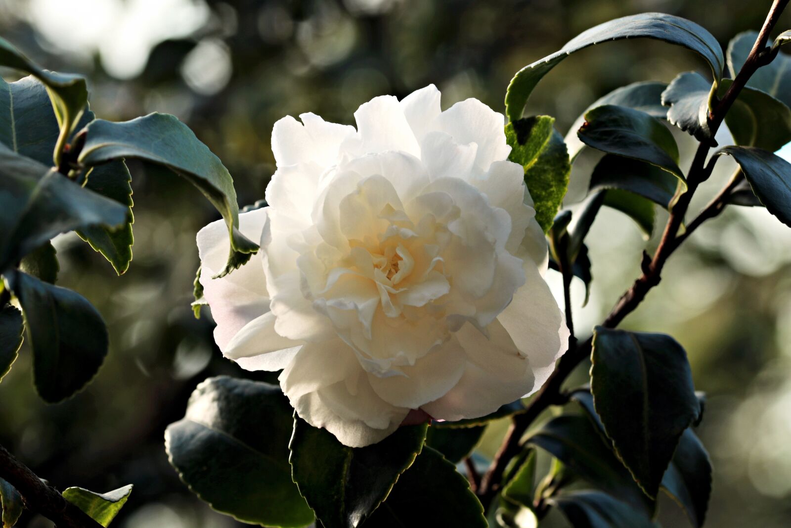 Canon EOS 80D sample photo. Camellia, flower, white photography