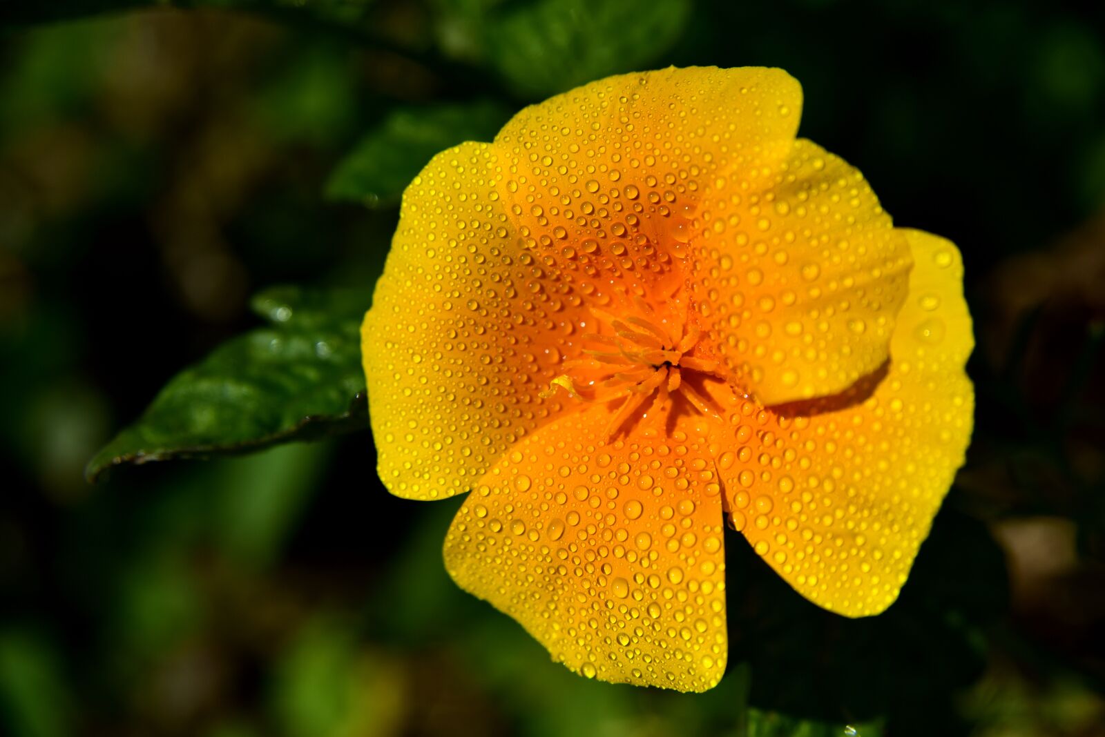 Nikon D750 sample photo. Eschscholzia californica, gold poppy photography