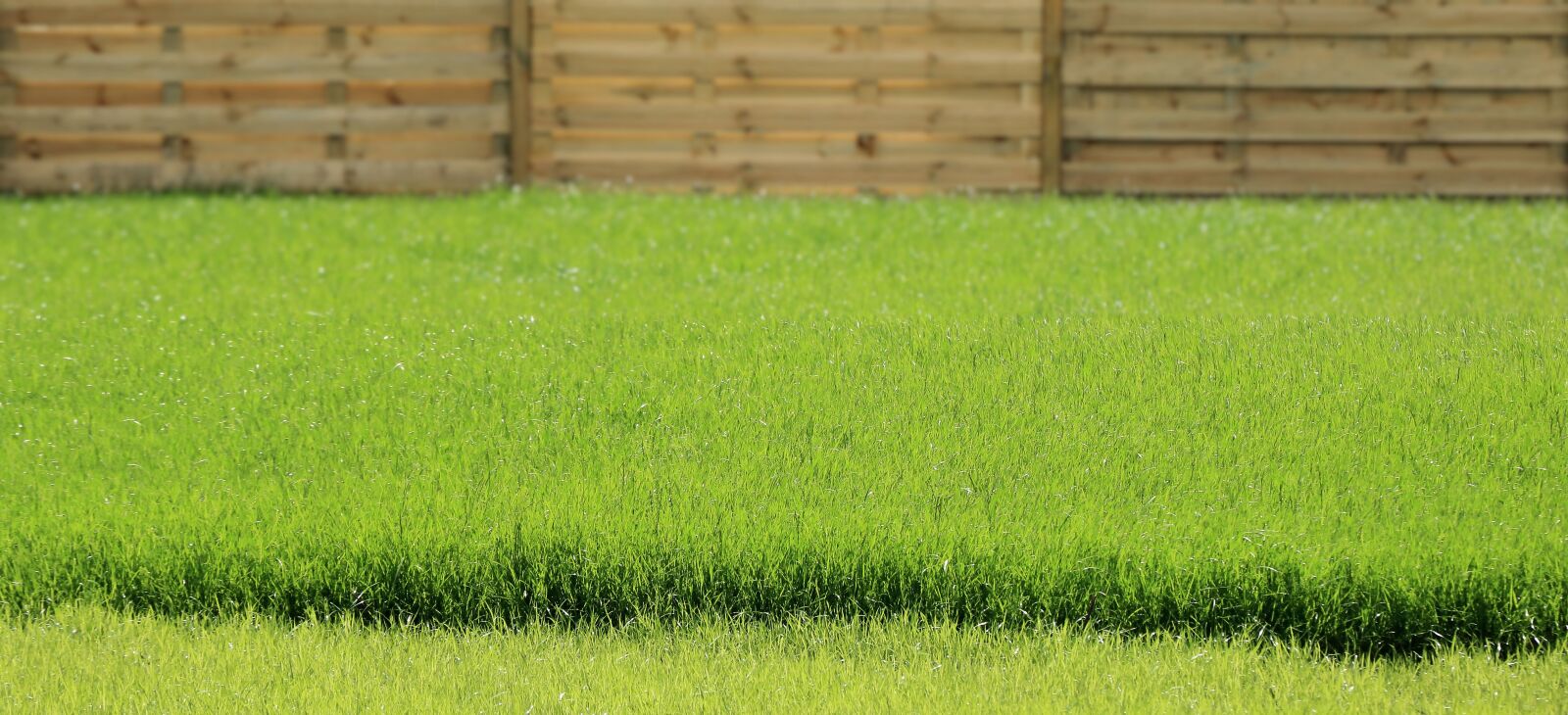 Canon EOS 750D (EOS Rebel T6i / EOS Kiss X8i) sample photo. Grass, garden, nature photography
