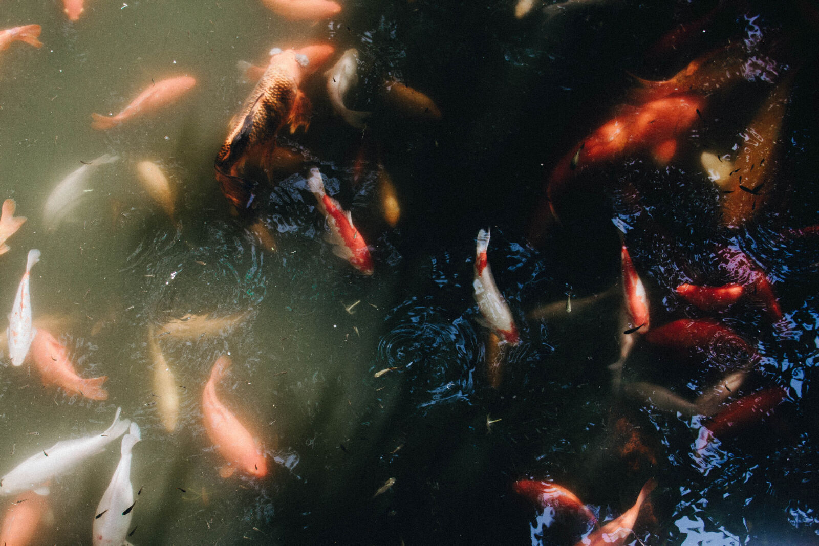 Canon EOS 7D sample photo. Fish, koi, koi, fish photography