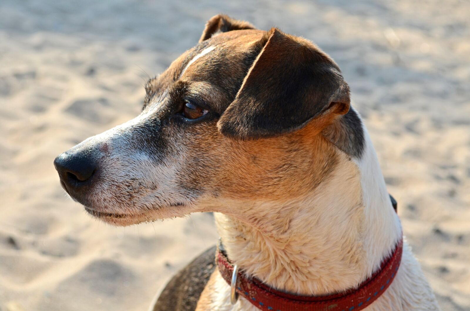 Nikon D5100 sample photo. Dog, terrier, beach photography