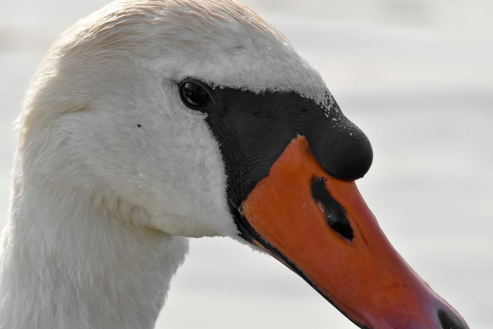 Nikon D5500 sample photo. Aquatic bird, waterfowl, bird photography