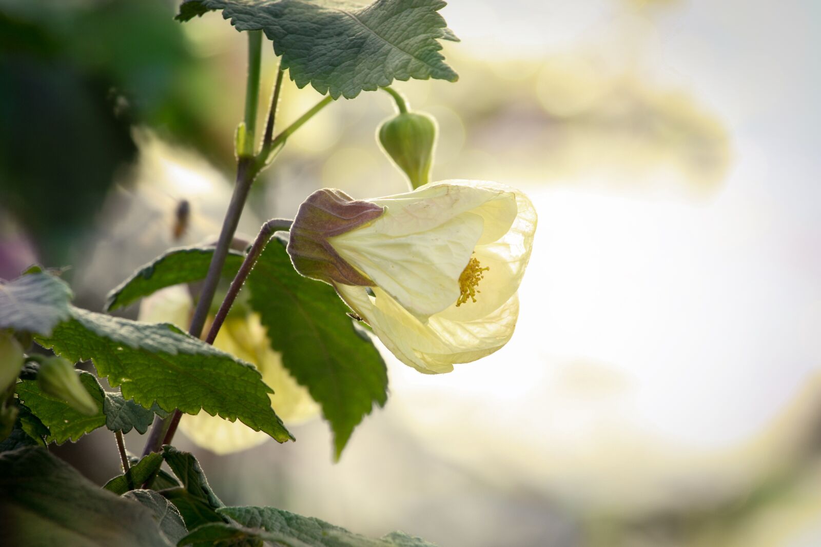 Canon EOS 700D (EOS Rebel T5i / EOS Kiss X7i) sample photo. Abutilon, flower, plant photography