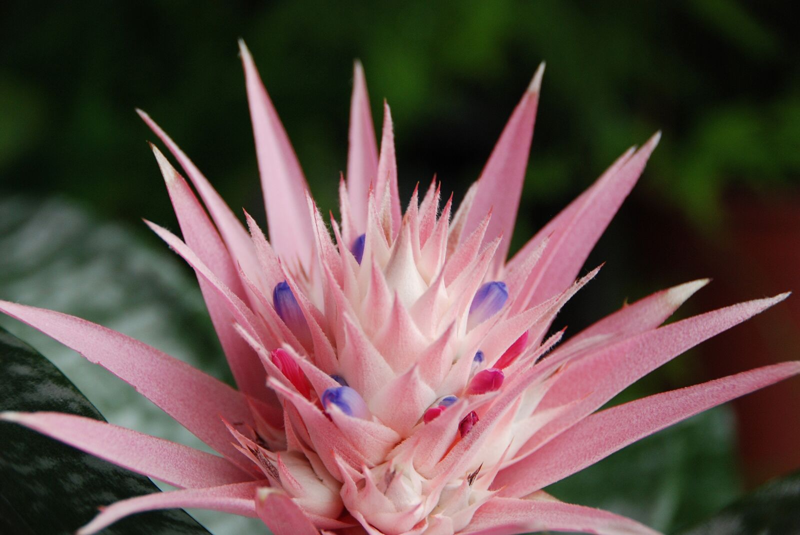 Nikon D80 sample photo. Blossom, bloom, flower photography