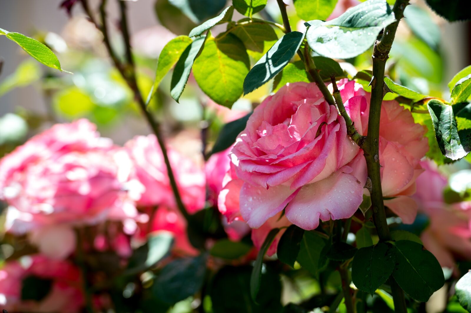 Nikon Df sample photo. Rose, pink, flower photography