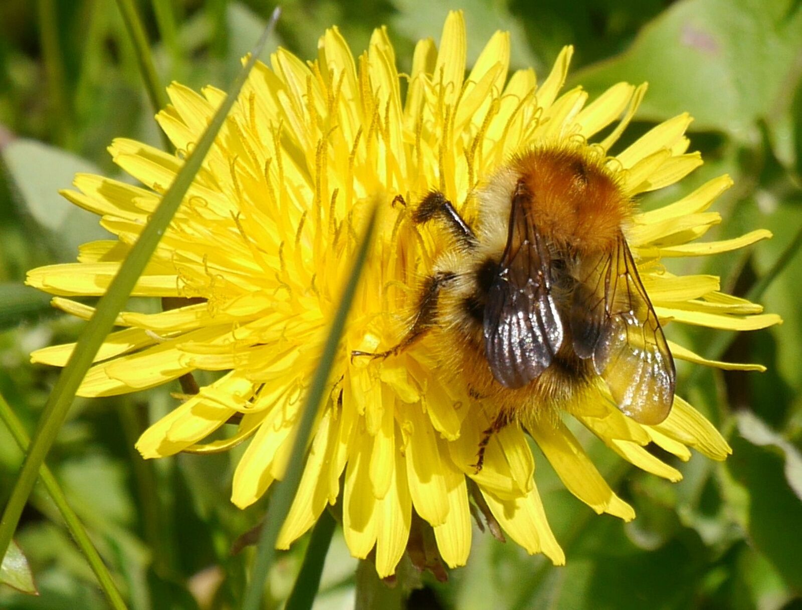 Panasonic Lumix DMC-G6 sample photo. Bee, dandelion, spring photography