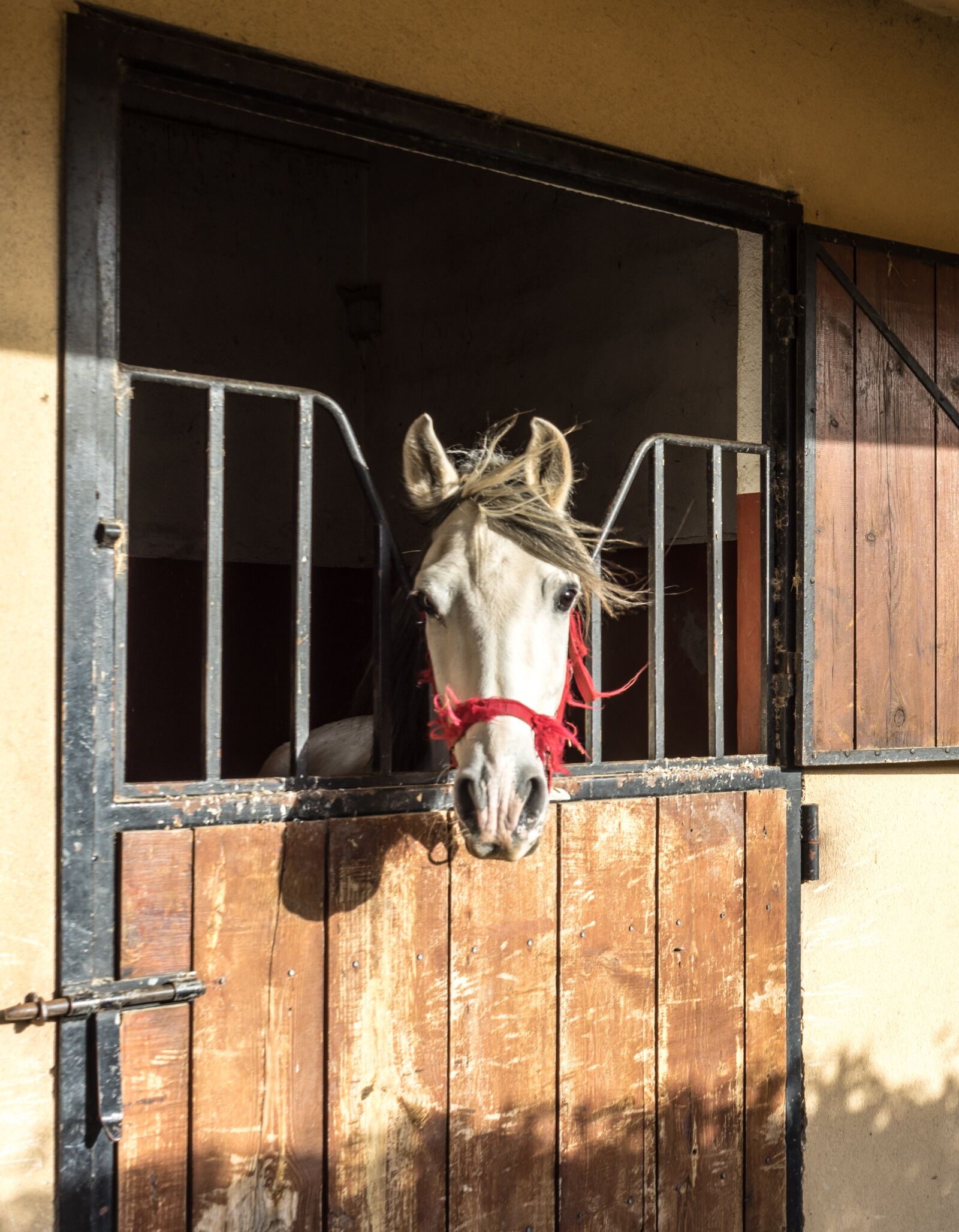 Sony a7R + Sony FE 28-70mm F3.5-5.6 OSS sample photo. Horse, block, animal photography