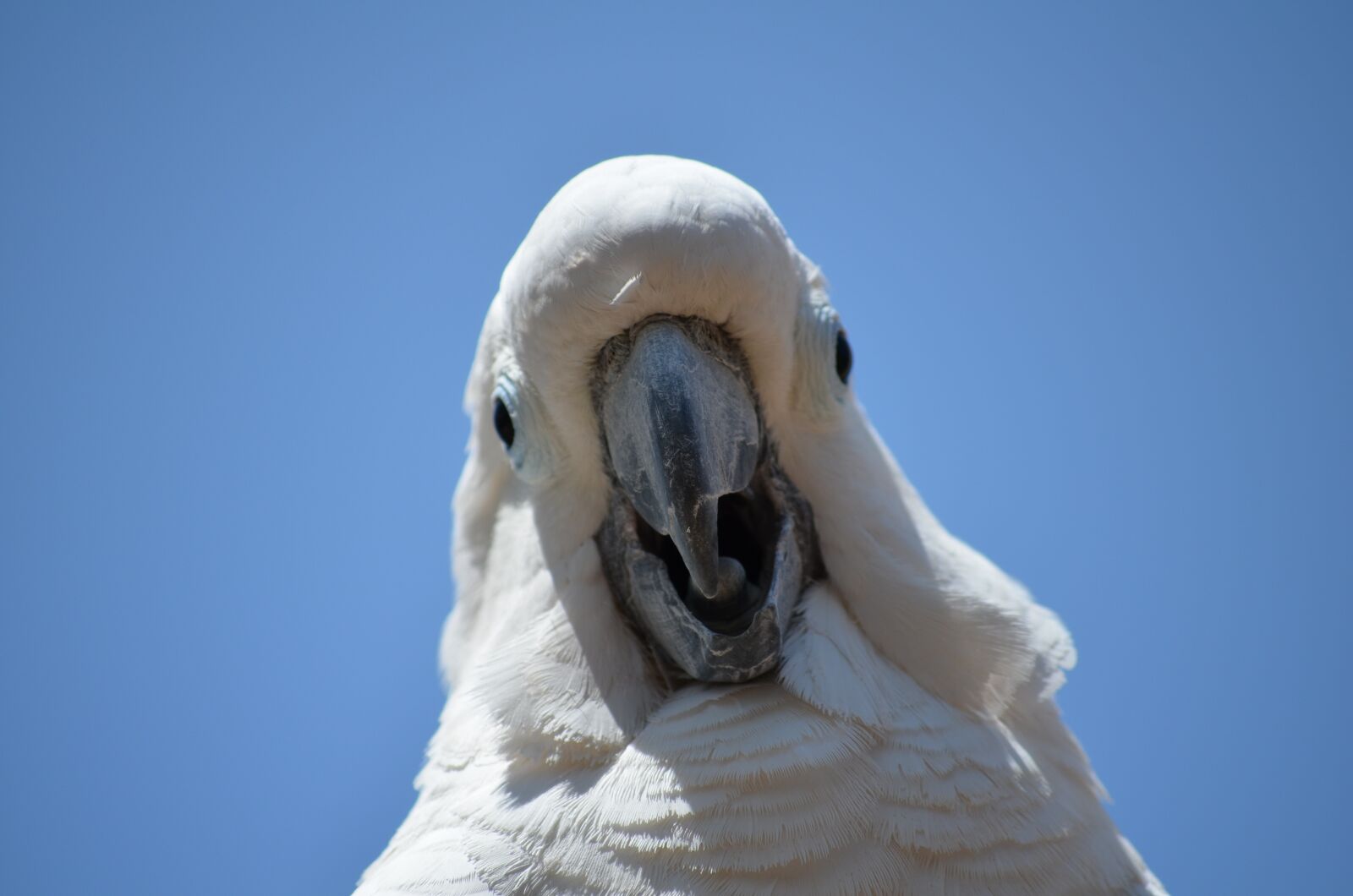 Nikon D5100 sample photo. Cockatoo, bird, parrot photography