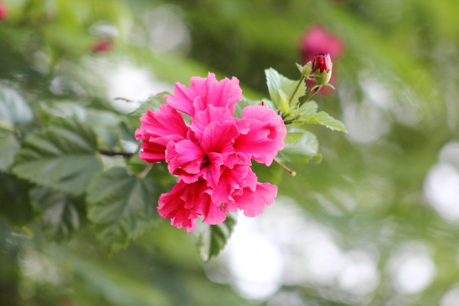 Canon EF75-300mm f/4-5.6 sample photo. Red, summer, flowers photography
