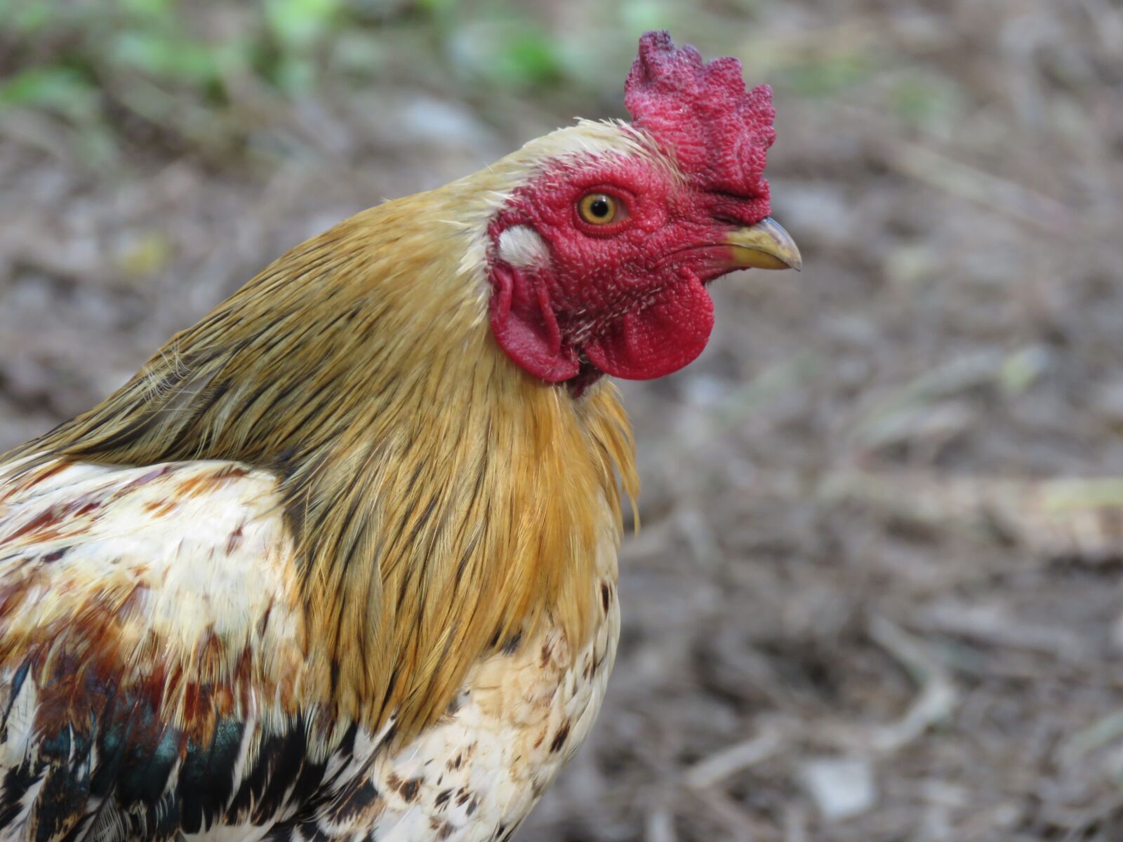 Canon PowerShot SX60 HS sample photo. Rooster, hen, bird photography