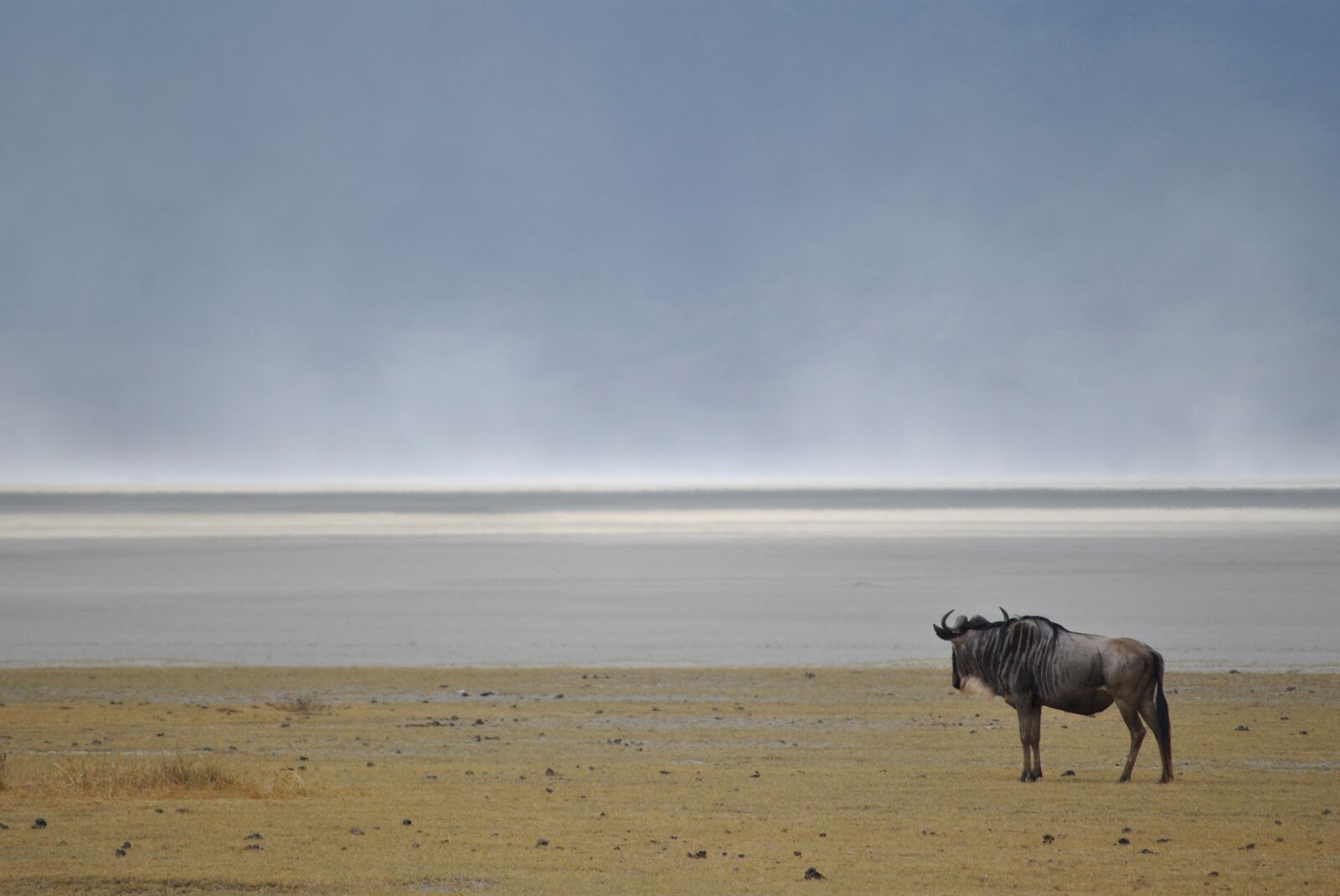 Nikon D3000 sample photo. Wildebeest, gnu, wild animal photography