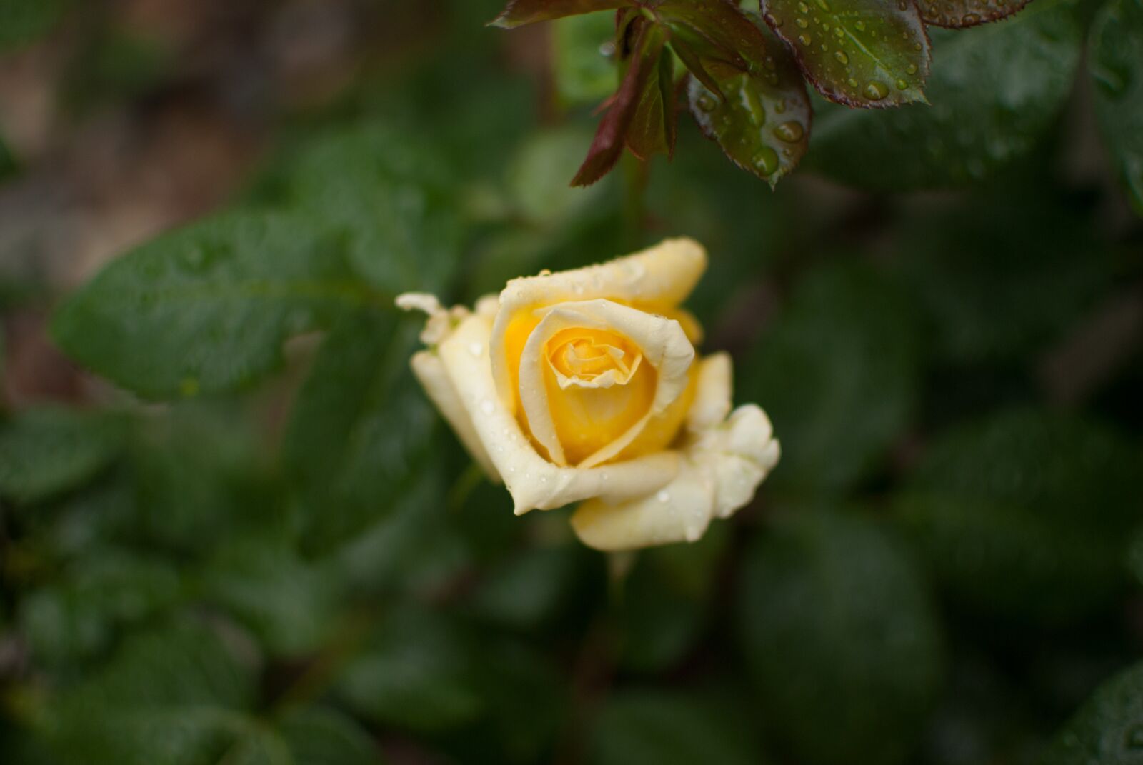 Nikon D60 sample photo. Yellow rose, rose, flower photography