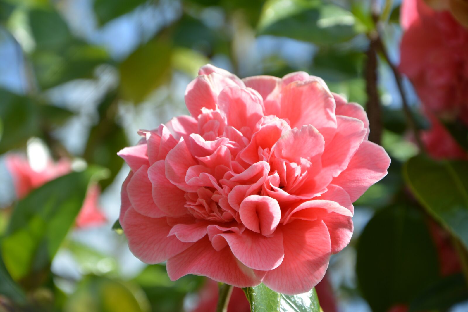 Nikon D5200 sample photo. Flower, flower of camellia photography