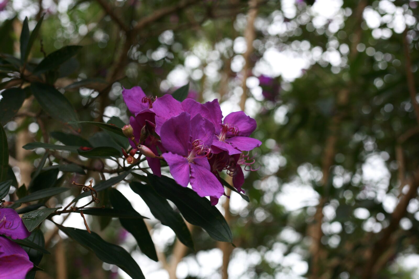 Canon EOS 5D sample photo. Rhododendron, australia, flowers photography