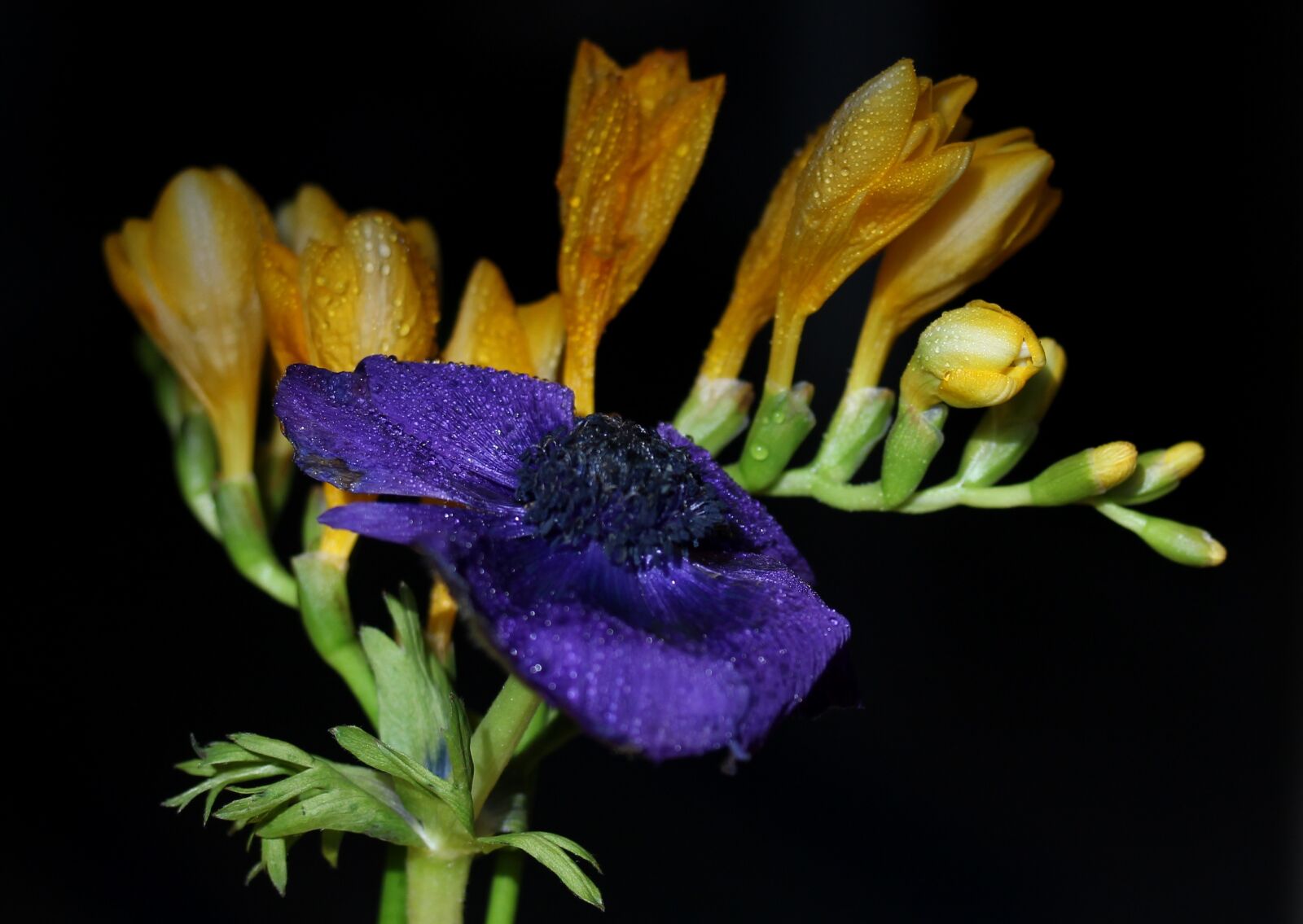 Canon EOS 700D (EOS Rebel T5i / EOS Kiss X7i) sample photo. Freesia, yellow, flower photography