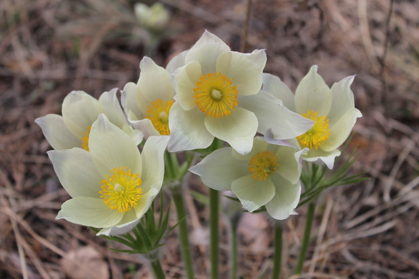 Canon EOS 1100D (EOS Rebel T3 / EOS Kiss X50) sample photo. Phlomis, snowdrops, flowers photography