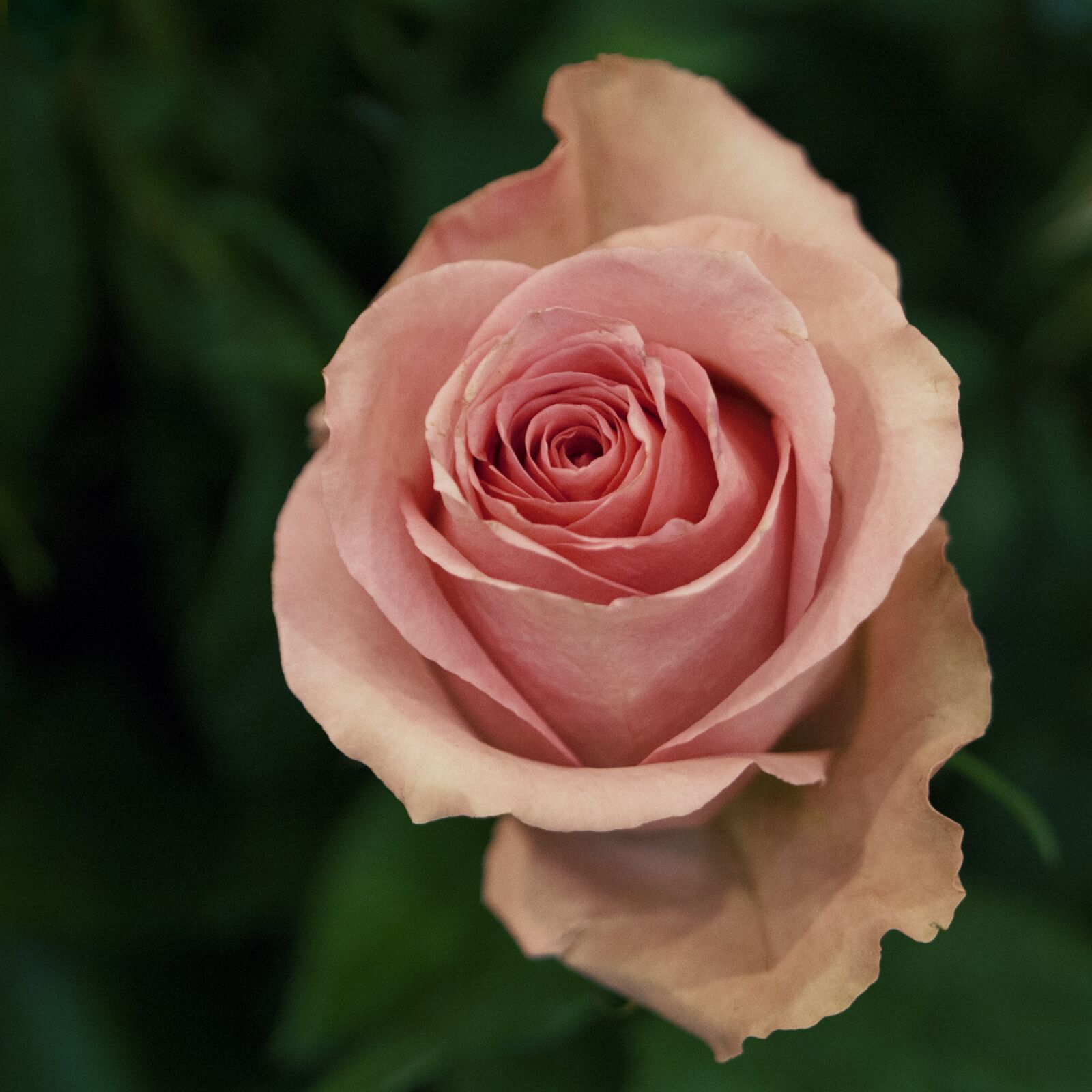 Canon EOS 5D Mark II + Canon EF 100mm F2.8 Macro USM sample photo. Rose, flower, flowers photography