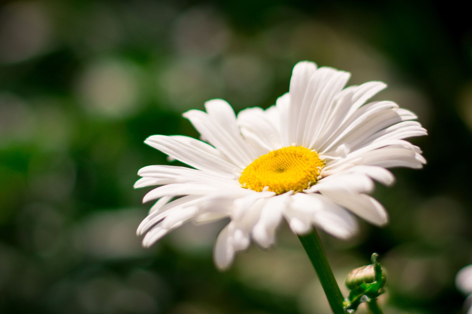 Nikon D5200 sample photo. Calendula, flower, marigold photography
