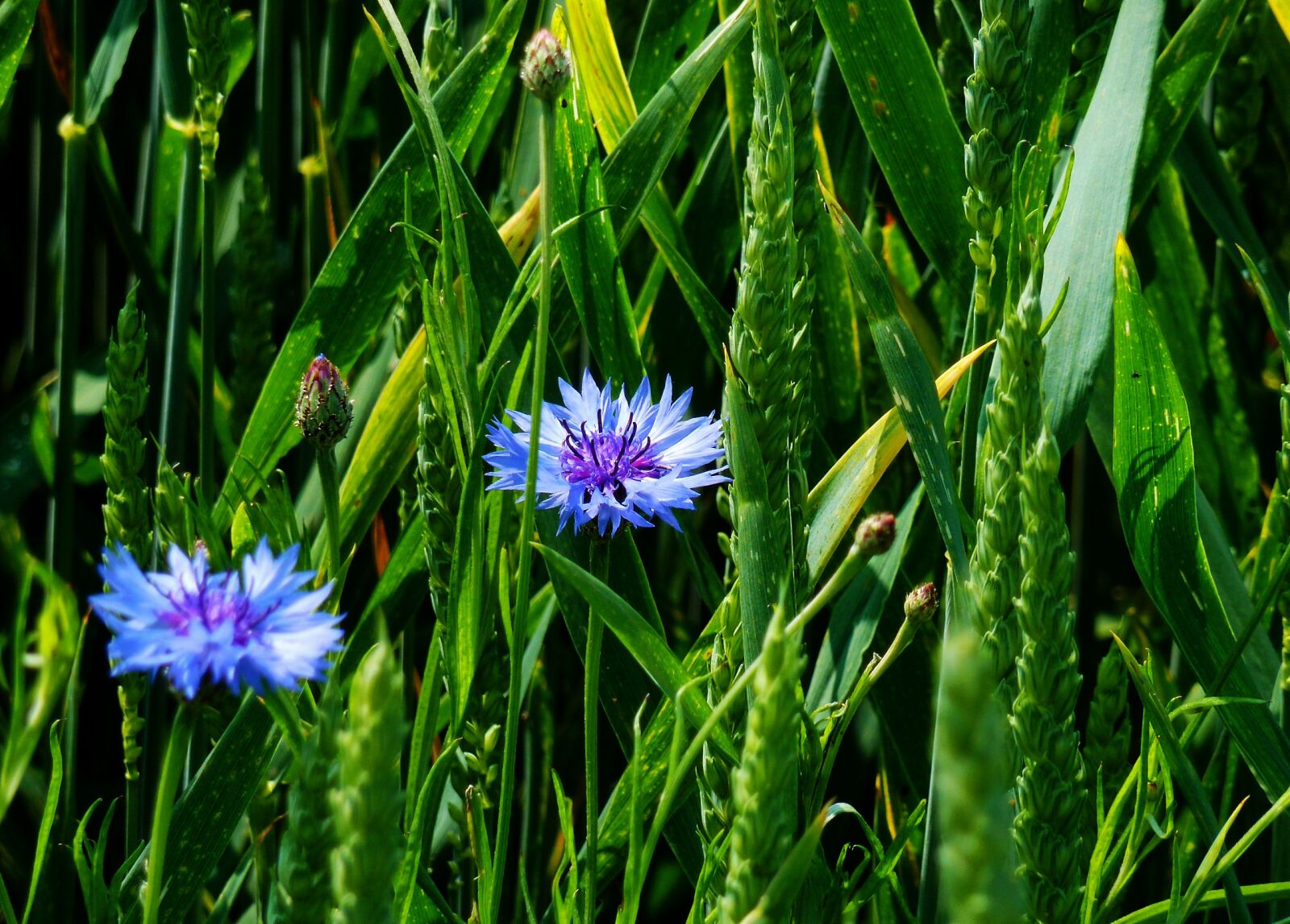 Panasonic DMC-TZ7 sample photo. Cornflower, edge of field photography