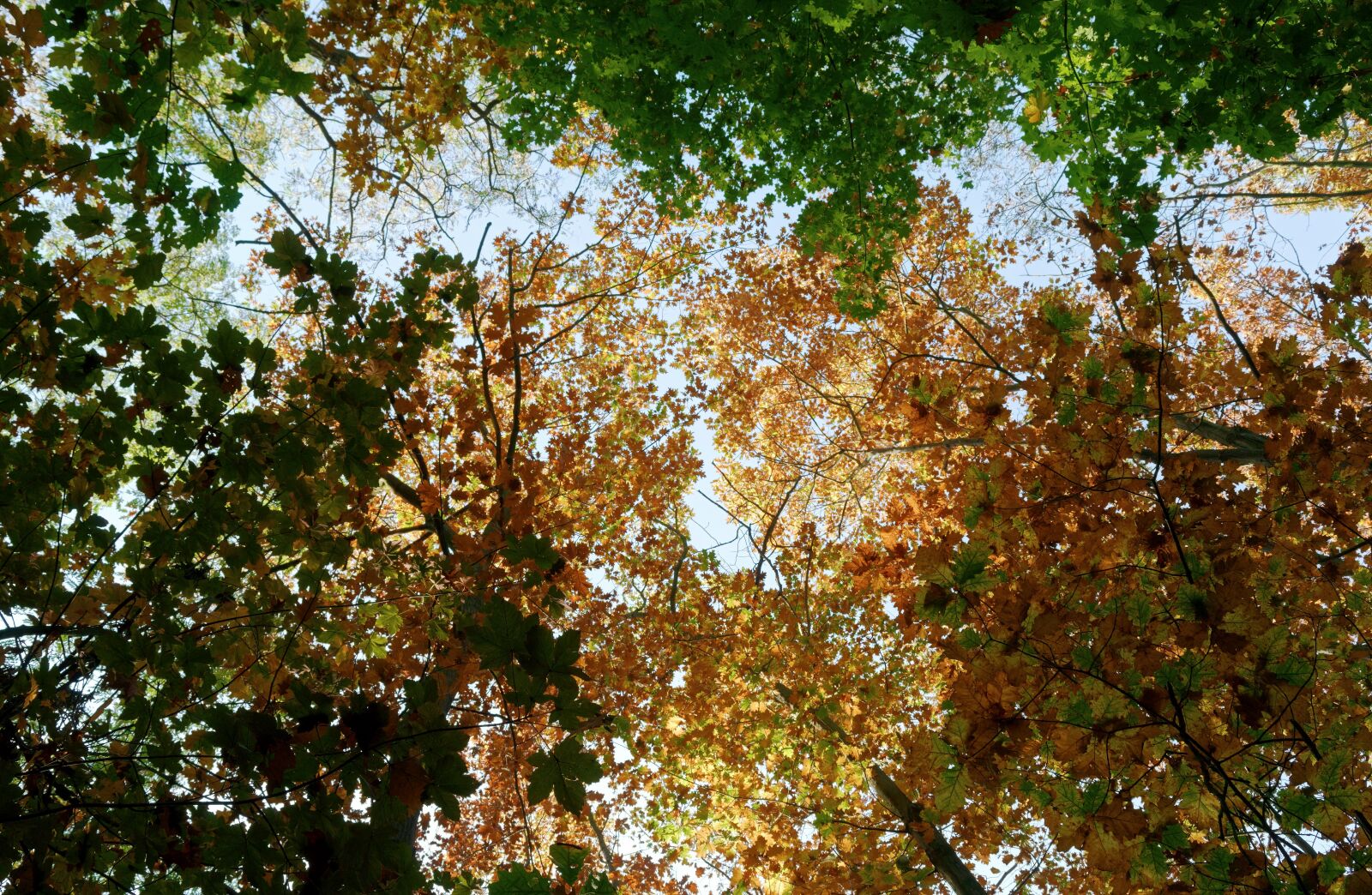 Nikon D3100 sample photo. Trees, forest, foliage photography