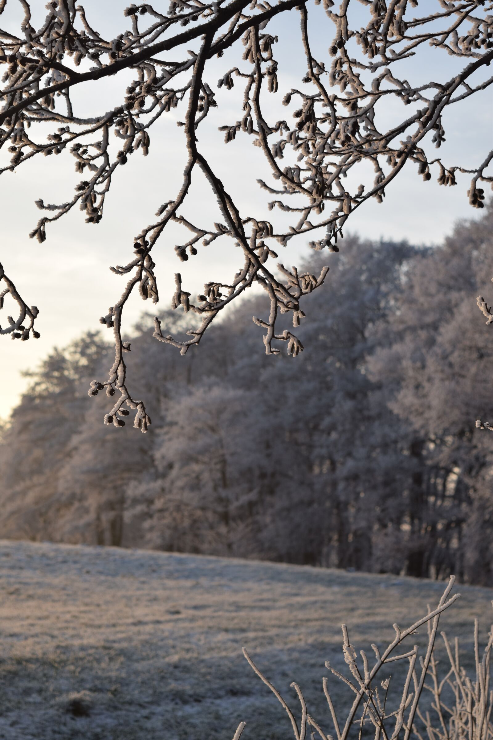 Nikon D5300 sample photo. Wintry, field, winter photography