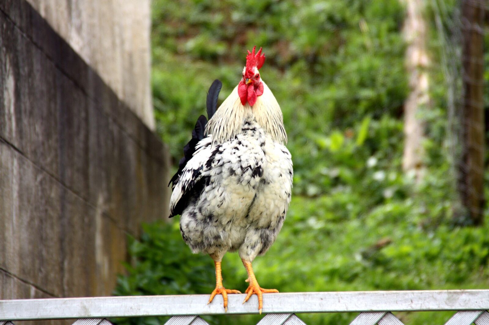 Canon EOS 450D (EOS Rebel XSi / EOS Kiss X2) sample photo. Hahn, farm, poultry photography